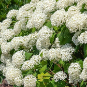 Hydrangea Strong Annabelle in vaso da 18cm