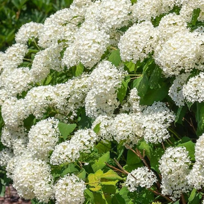 Hydrangea Strong Annabelle in vaso da 18cm