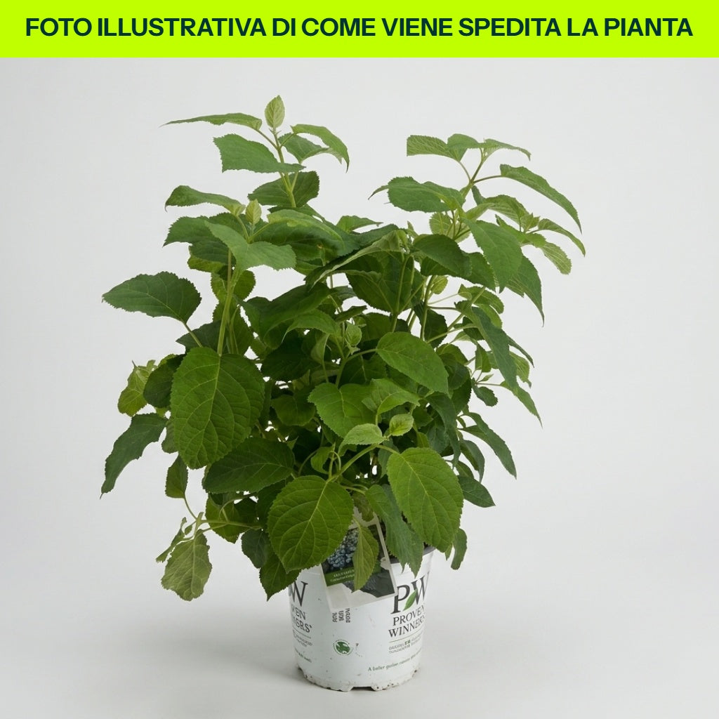 Hydrangea Strong Annabelle in vaso da 18cm