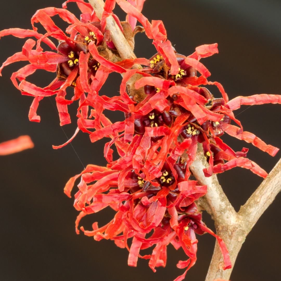 Guzmania Yeltix en pot de 12 cm