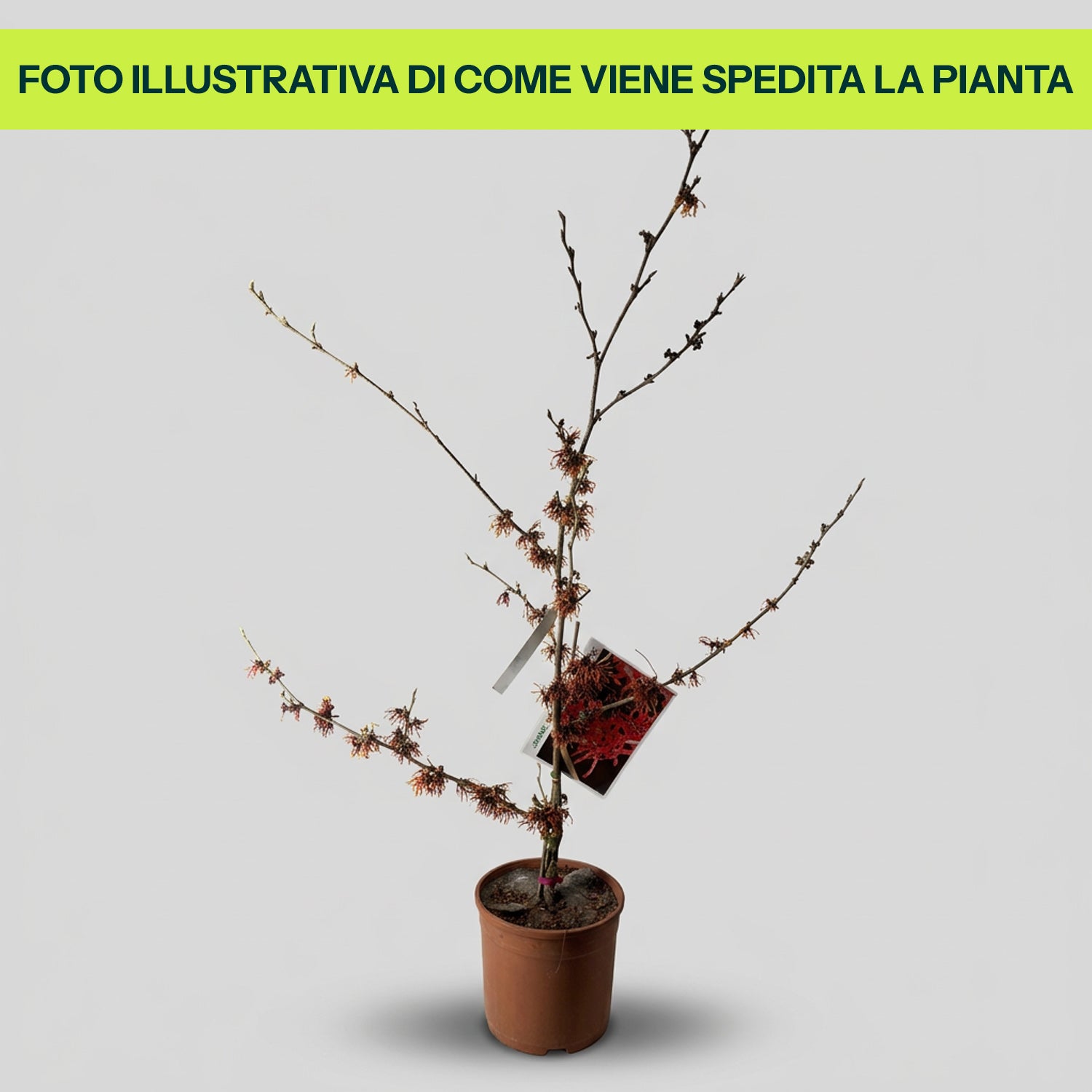 Guzmania Yeltix en pot de 12 cm