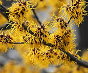 Guzmania Yeltix en pot de 12 cm