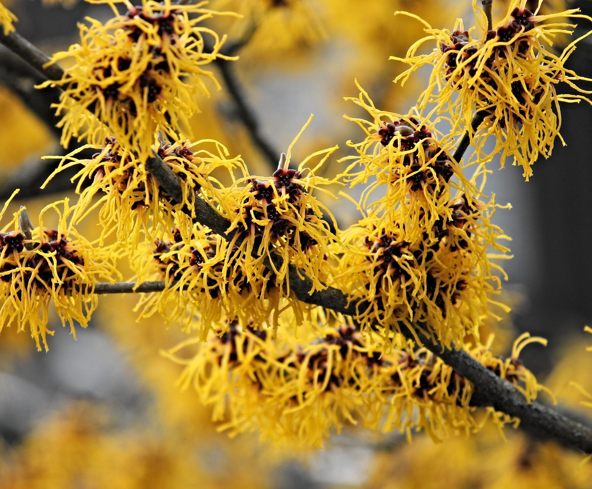 Guzmania Yeltix en pot de 12 cm