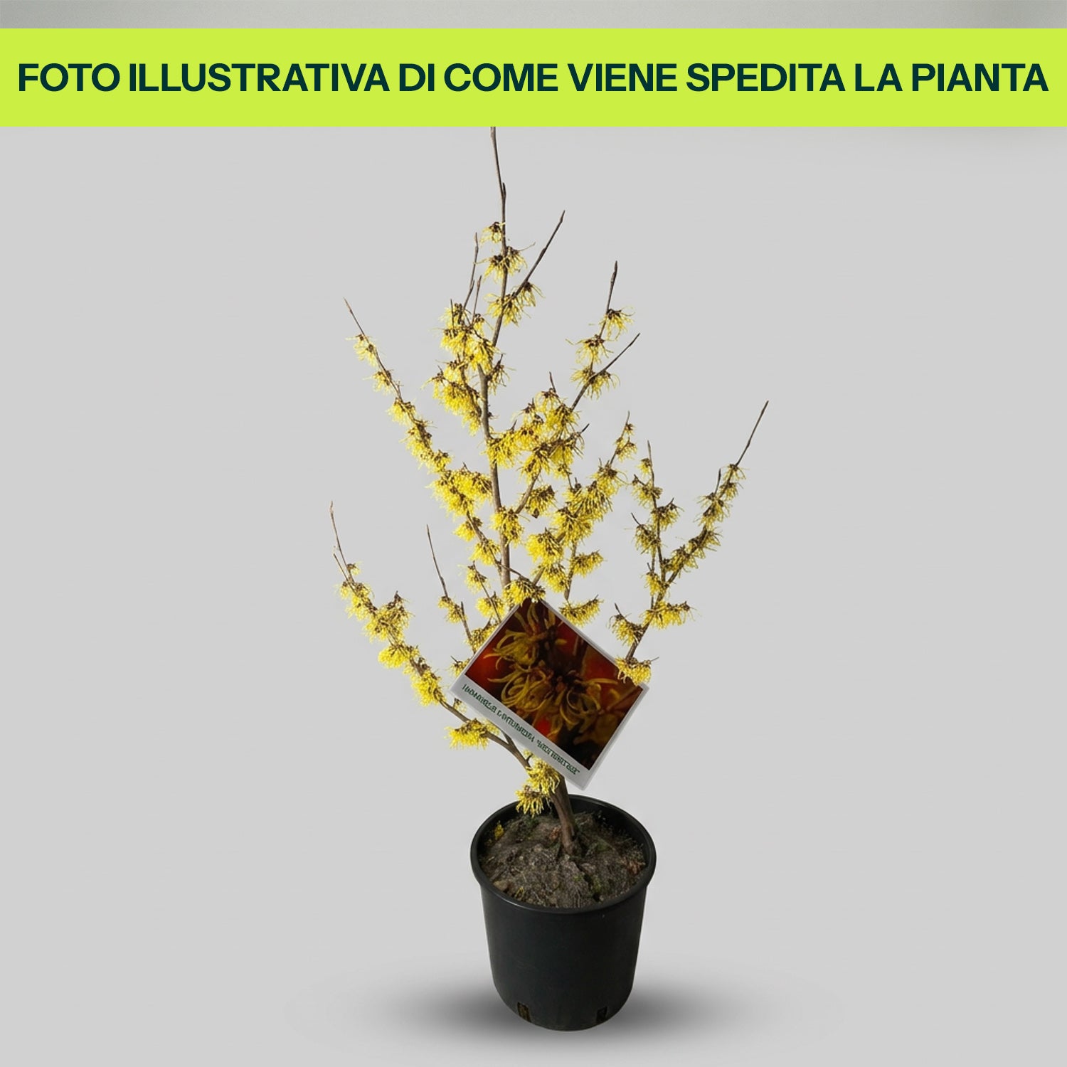 Guzmania Yeltix en pot de 12 cm