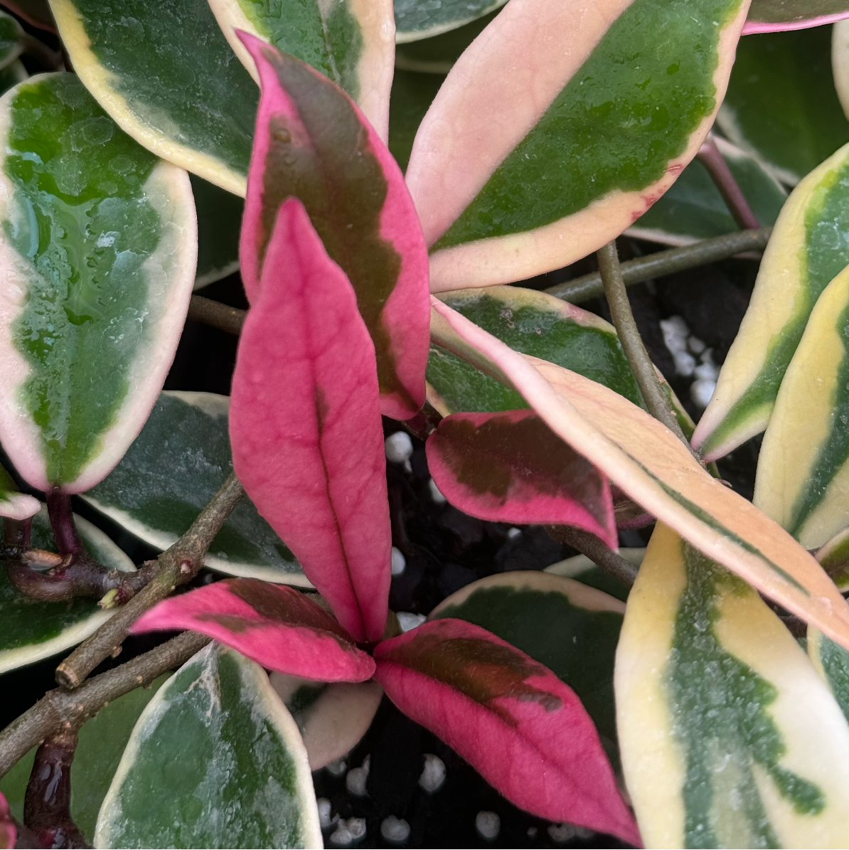 Guzmania Yeltix en pot de 12 cm