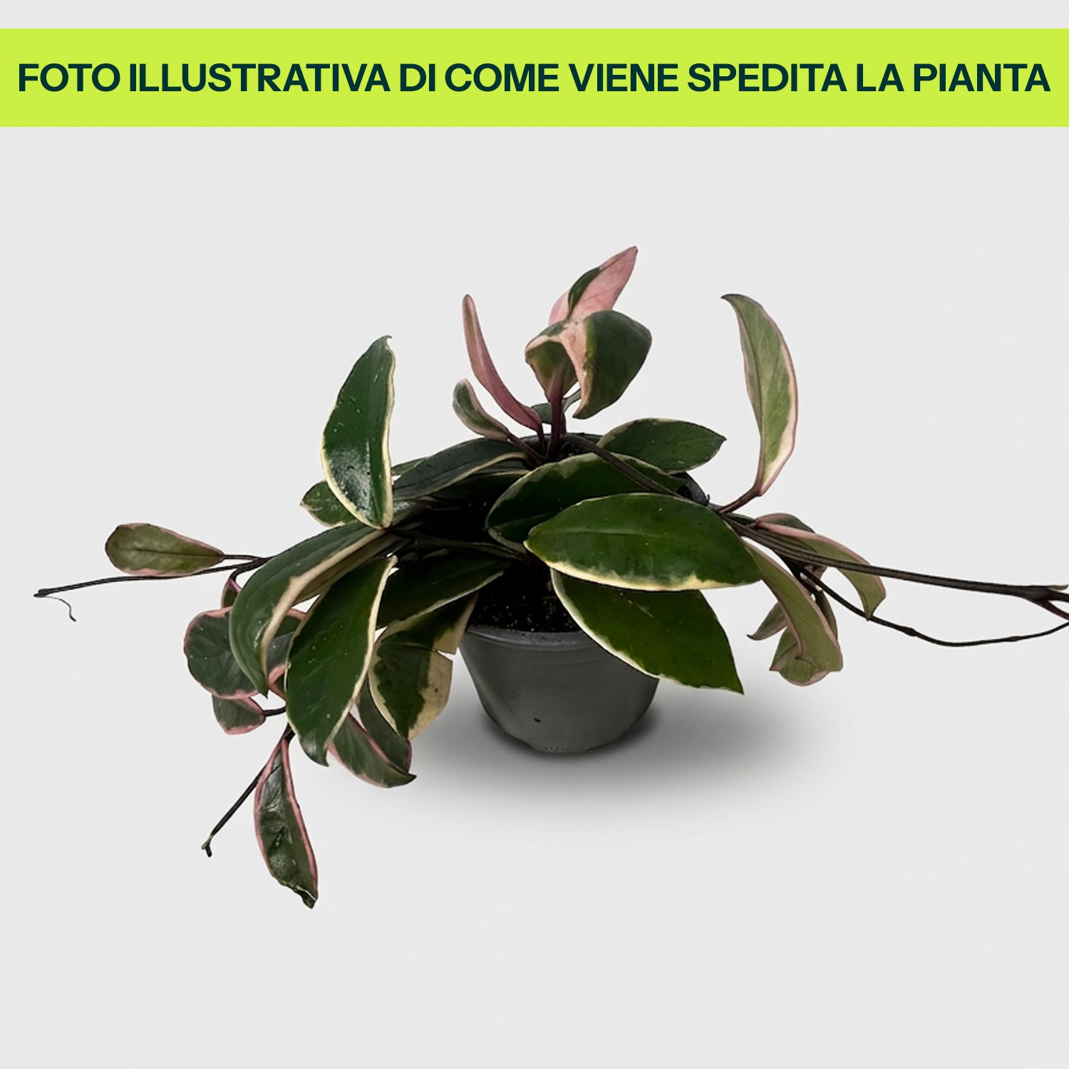 Guzmania Yeltix en pot de 12 cm