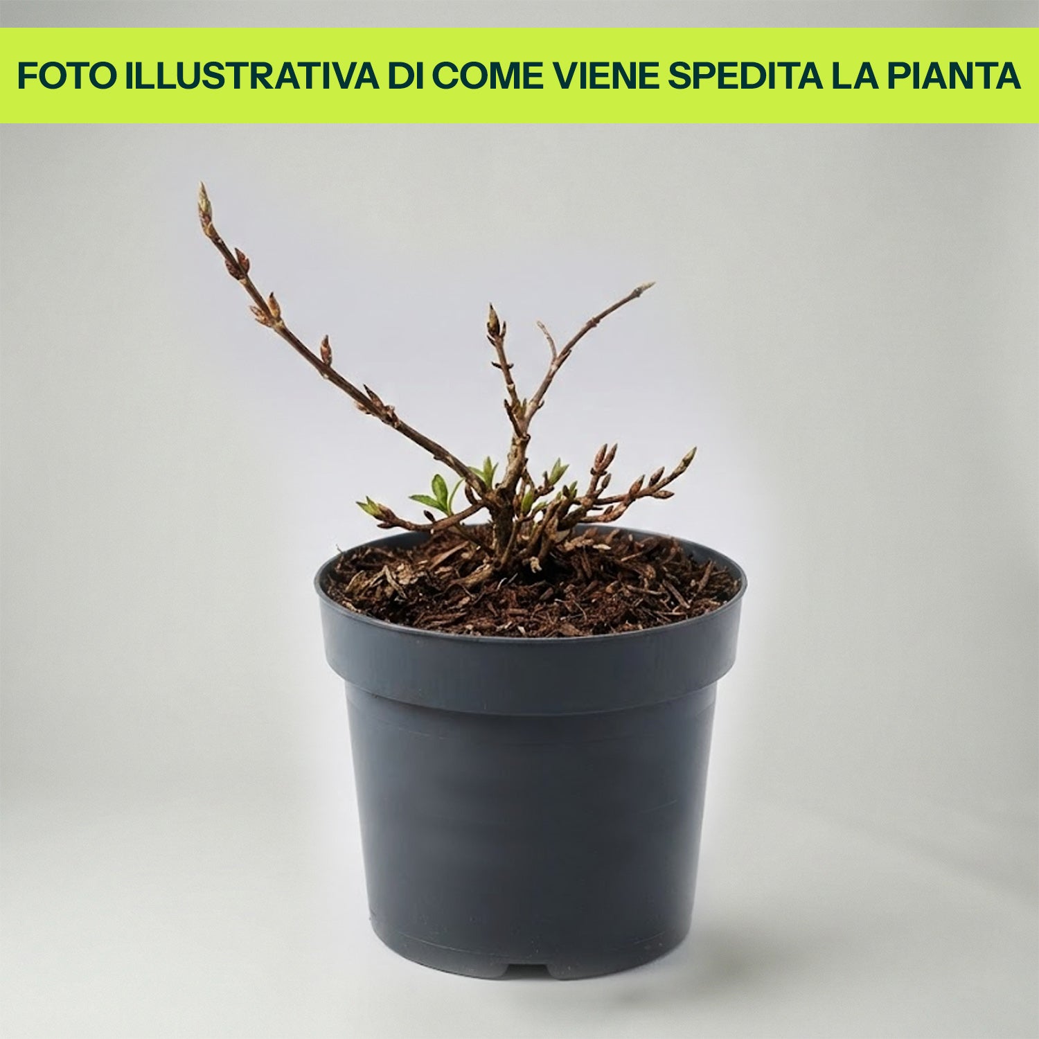 Hydrangea Macrophylla Runaway Bride in Vaso da 19cm