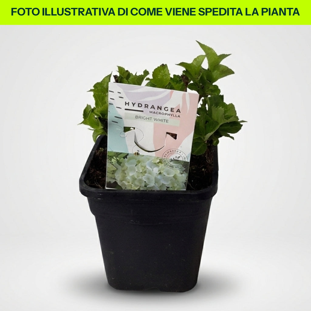Guzmania Yeltix im 12-cm-Topf