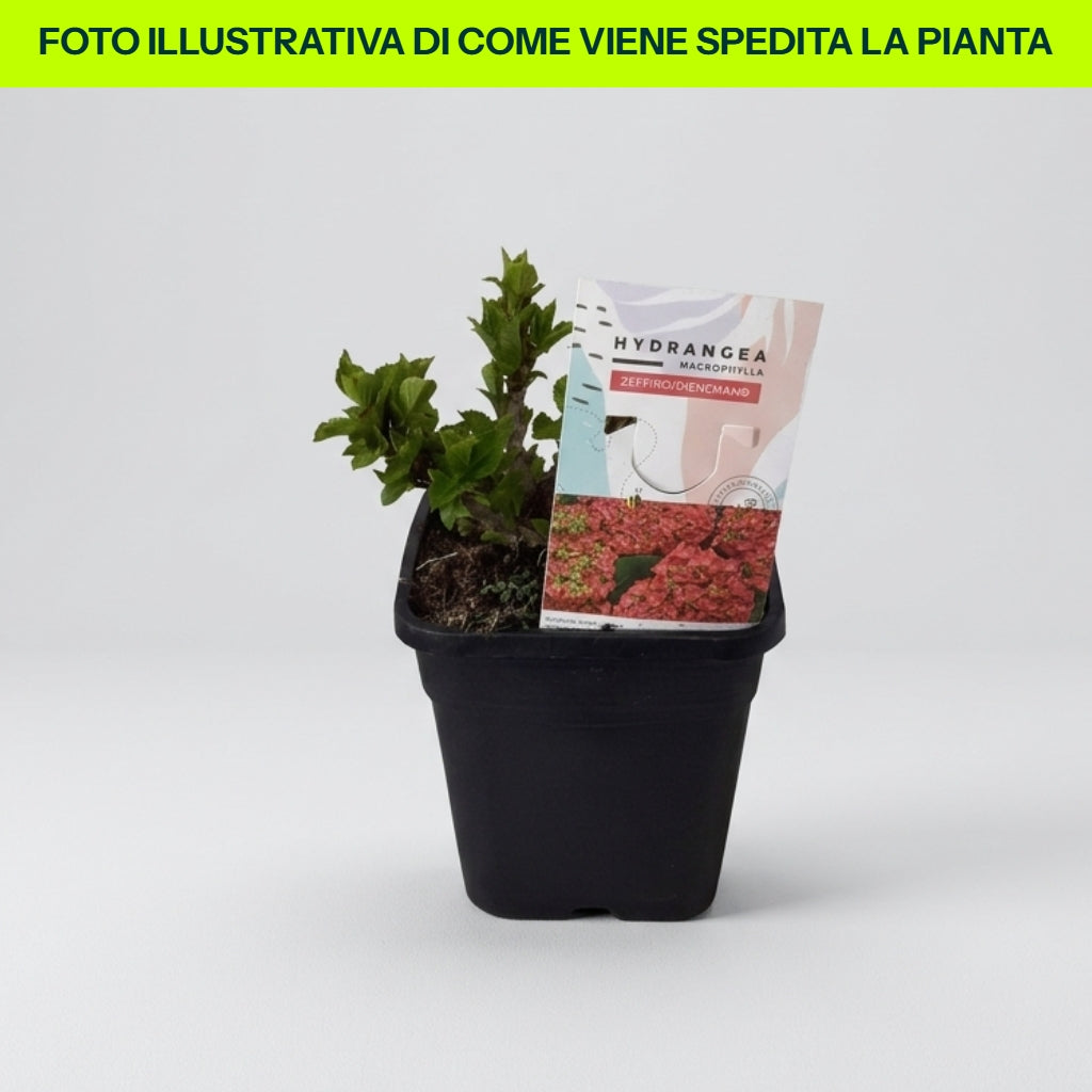 Guzmania Yeltix im 12-cm-Topf