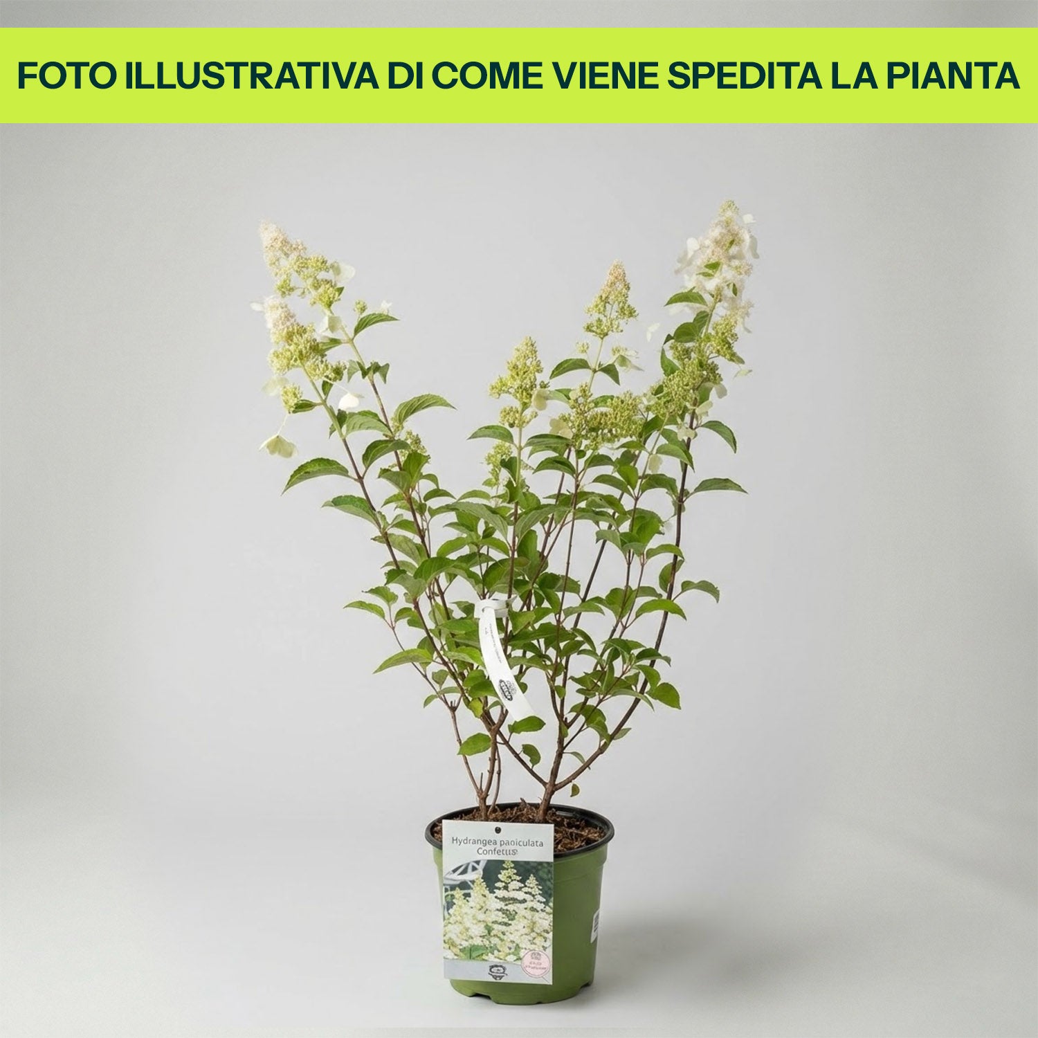 Hydrangea Paniculata Confetti in Vaso da 18cm