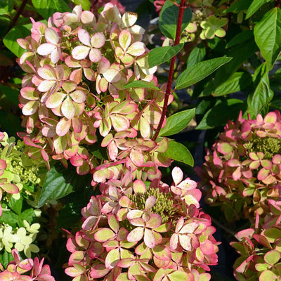 Guzmania Yeltix en pot de 12 cm