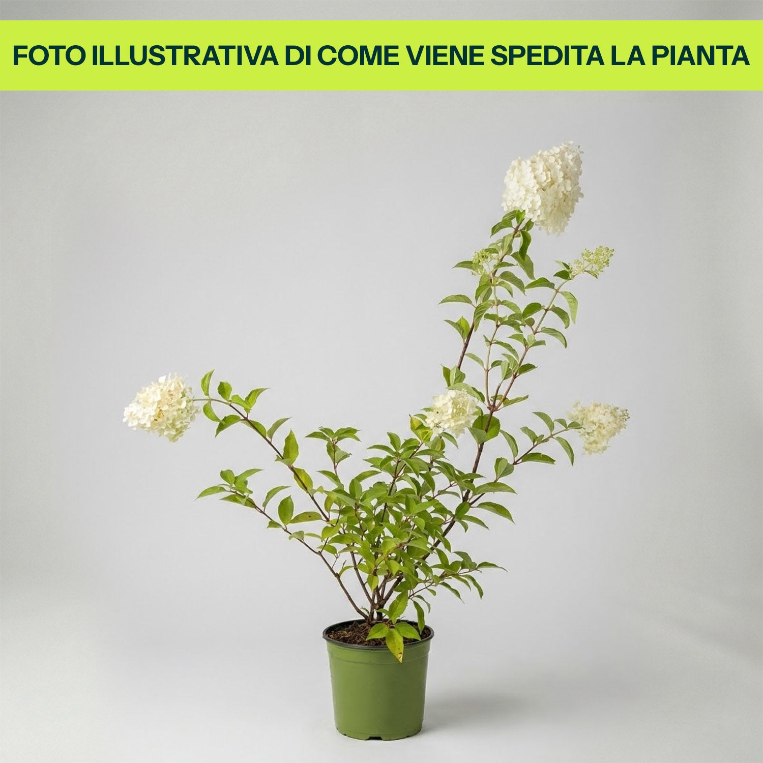 Guzmania Yeltix en pot de 12 cm