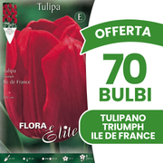 TULIPE TRIUMPH ÎLE DE FRANCE (PAQUET DE 7 BULBES)