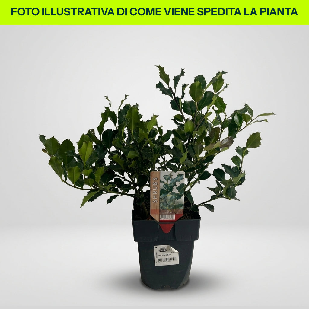 Ilex aquifolium im 17-cm-Topf