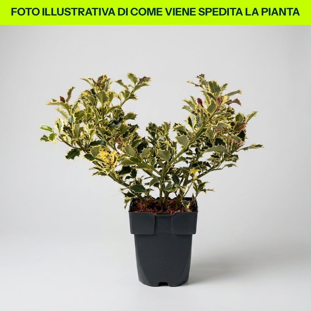 ILEX AGRIFOGLIO AQUIFOLIUM ARGENTEA MARGINATA VASO 17CM