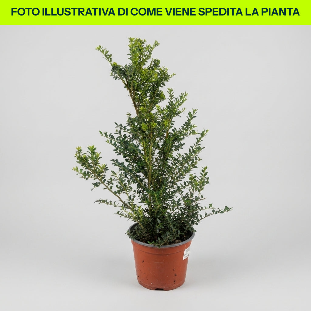 Guzmania Yeltix en pot de 12 cm