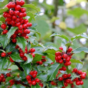 Vase bleu de bonne ILEX HOLLY MESERVEAE 17 cm