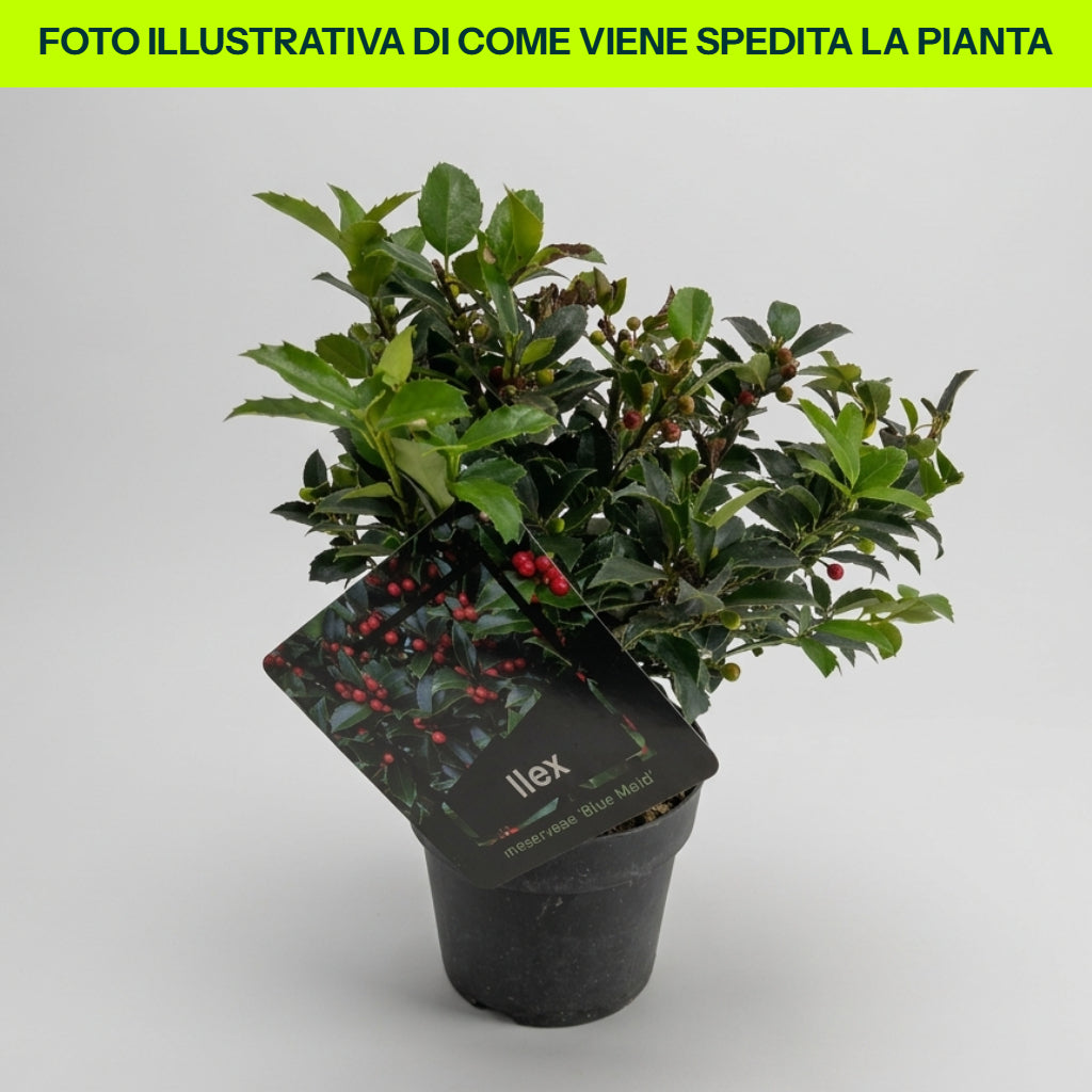 Vase bleu de bonne ILEX HOLLY MESERVEAE 17 cm