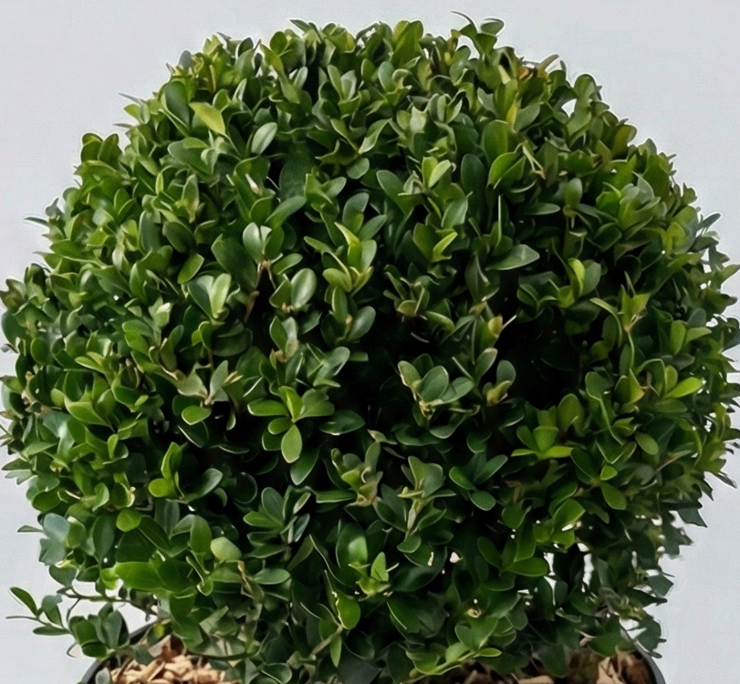 Ilex Crenata Dark Green Globo in Vaso da 19cm
