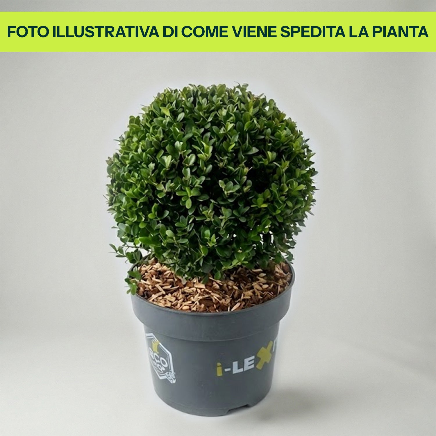 Ilex Crenata Dark Green Globo in Vaso da 19cm