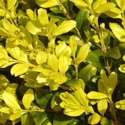 Ilex Crenata Golden Gem in Vaso da 17cm