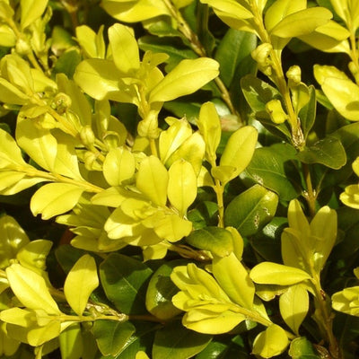 Ilex Crenata Golden Gem in Vaso da 17cm