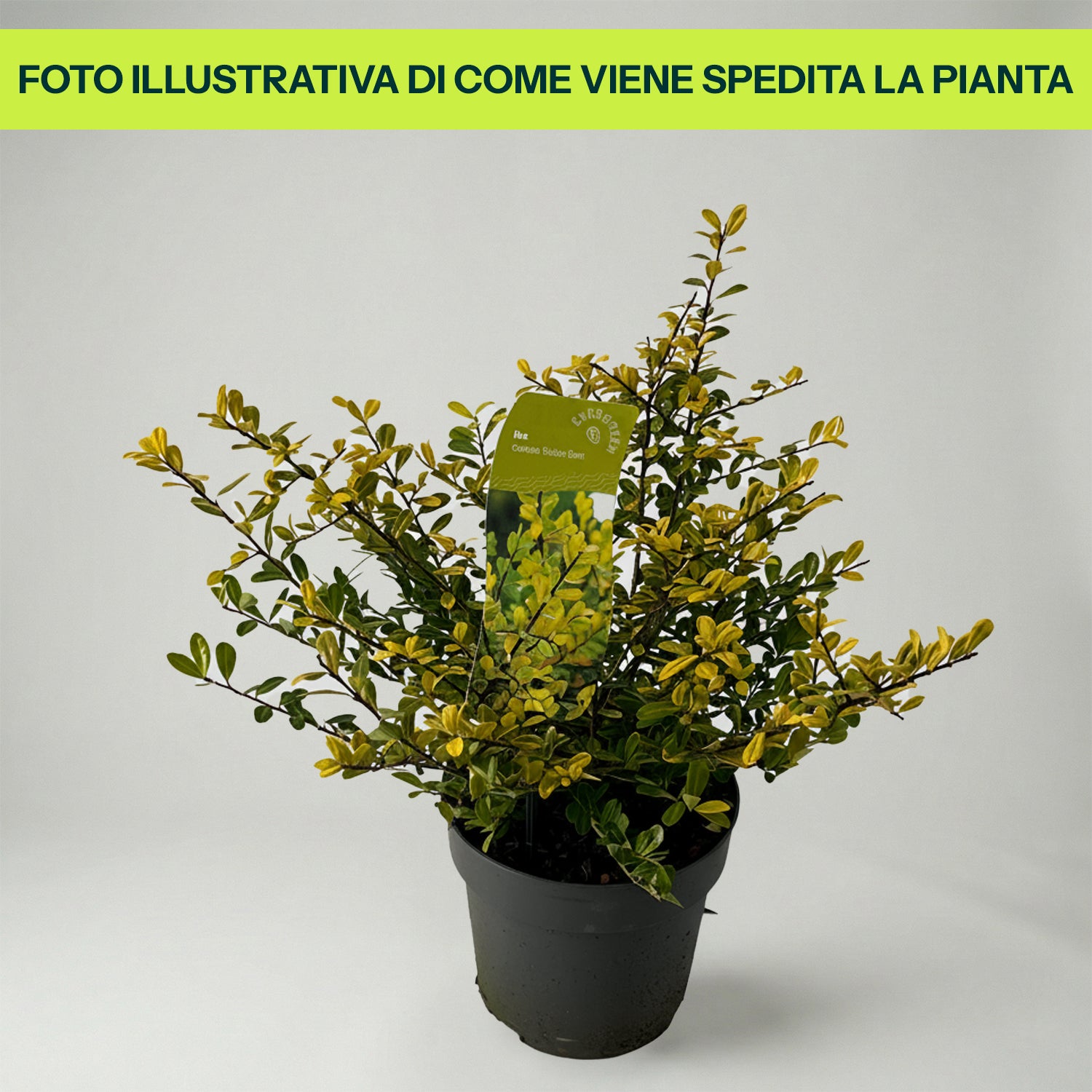 Ilex Crenata Golden Gem in Vaso da 17cm