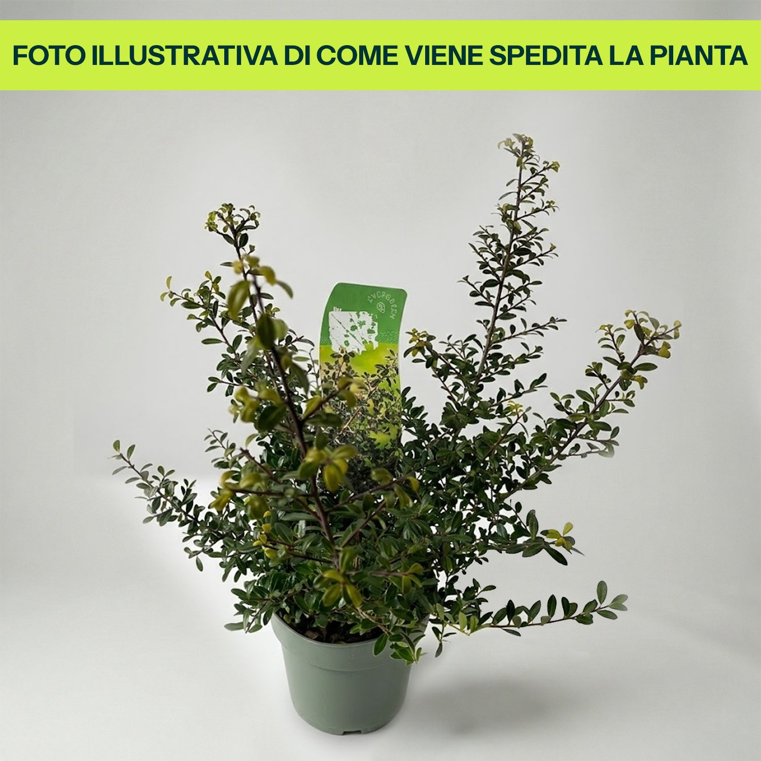 Ilex Crenata Stokes in Vaso da 17cm