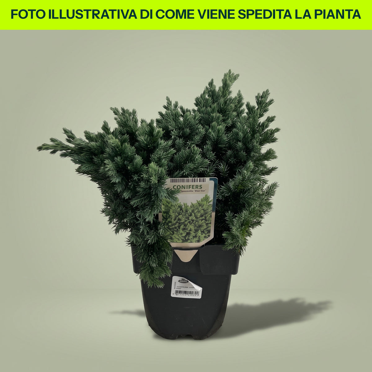 JUNIPERUS SCULPTURES DE JEUNER BLUE STAR EN POT DE 19CM