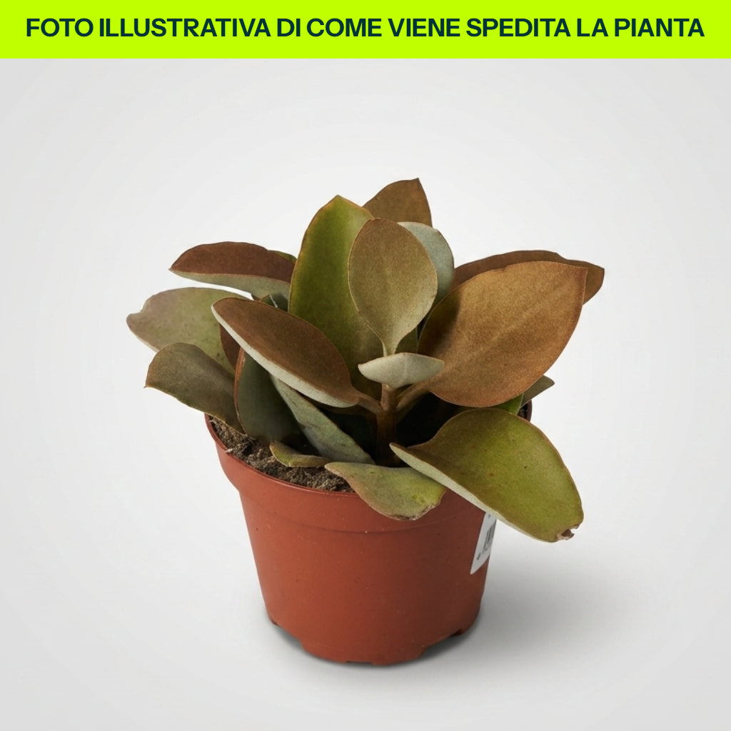 KALANCHOE THYRSIFLORA IM TOPF 12CM