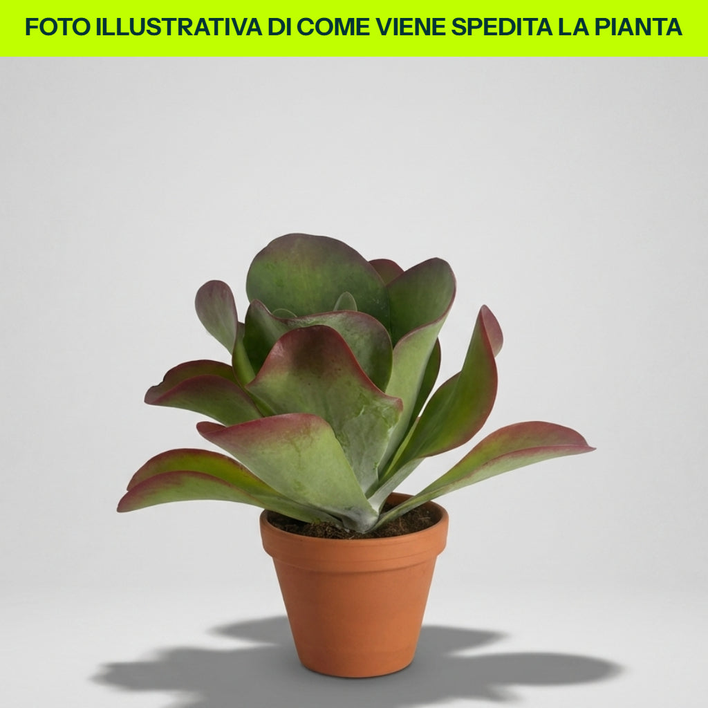 KALANCHOE THYRSIFLORA IN VASO 15CM