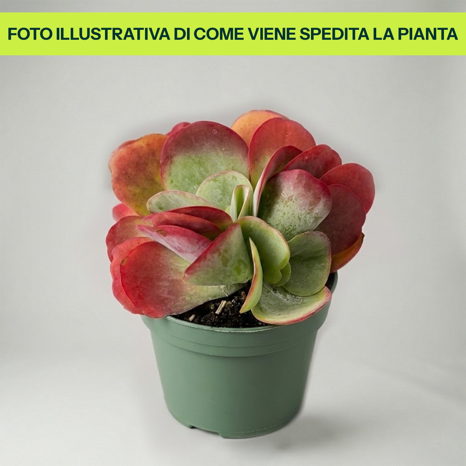KALANCHOE THYRSIFLORA IN VASO 13CM