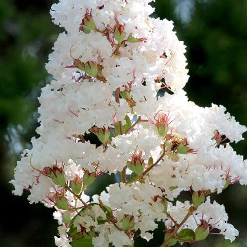 Vase violet d'été Lagerstroemia Indica 18 cm
