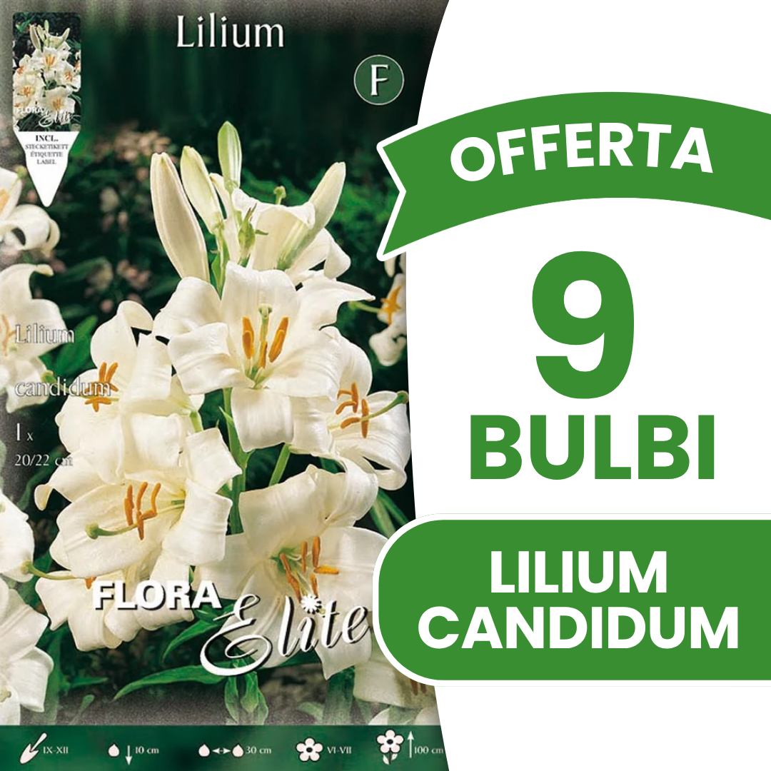 LILIUM CANDIDUM (LOT DE 1 AMPOULE)