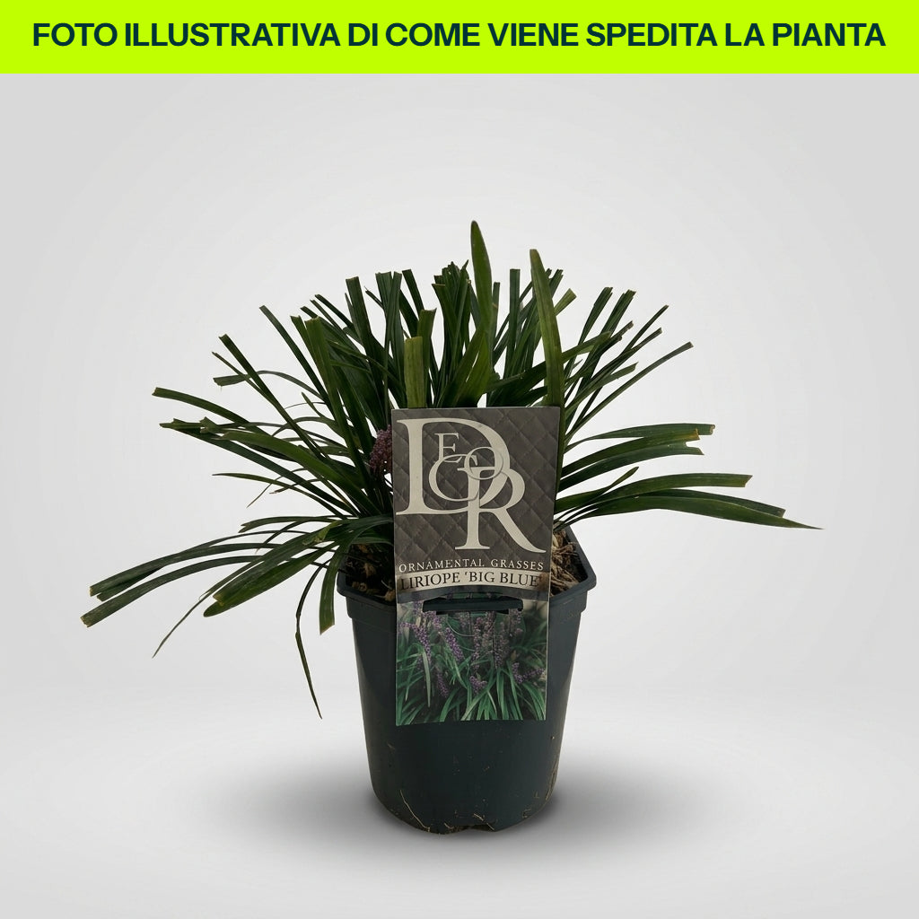LIRIOPE-VASE 18 CM