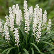 LIRIOPE-VASE 18 CM