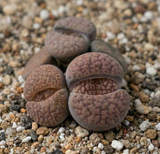 LITHOPS VARIETA' ASSORTITA VASO 8CM