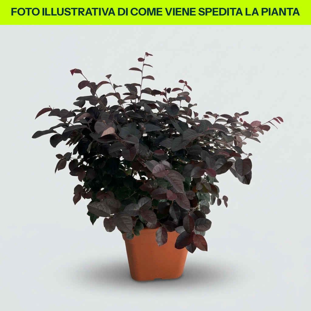 Loropetalum-Fede-Vase, 24 cm