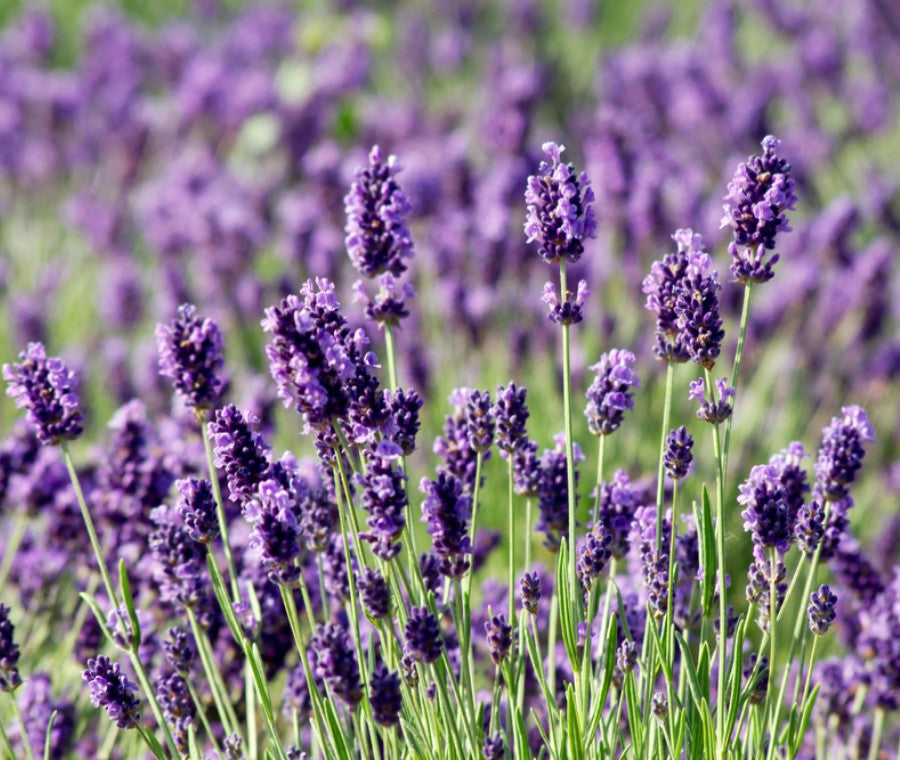 1 PIANTA DI LAVANDA VERA VASO 18CM