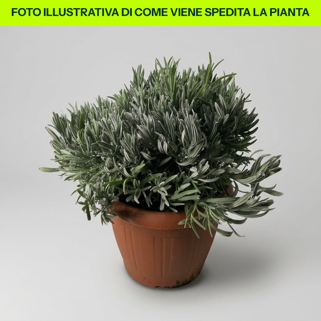 Guzmania Yeltix im 12-cm-Topf