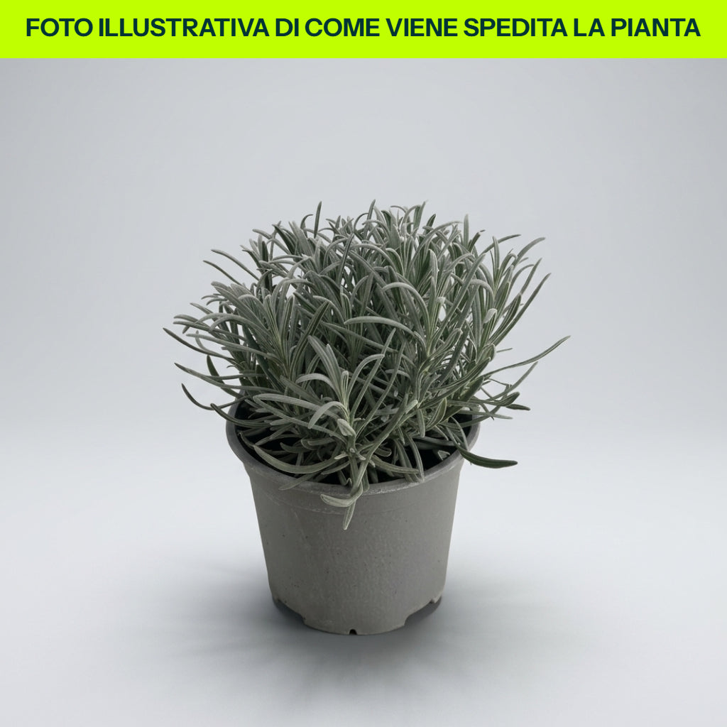 1 PIANTA DI LAVANDA VERA VASO 18CM