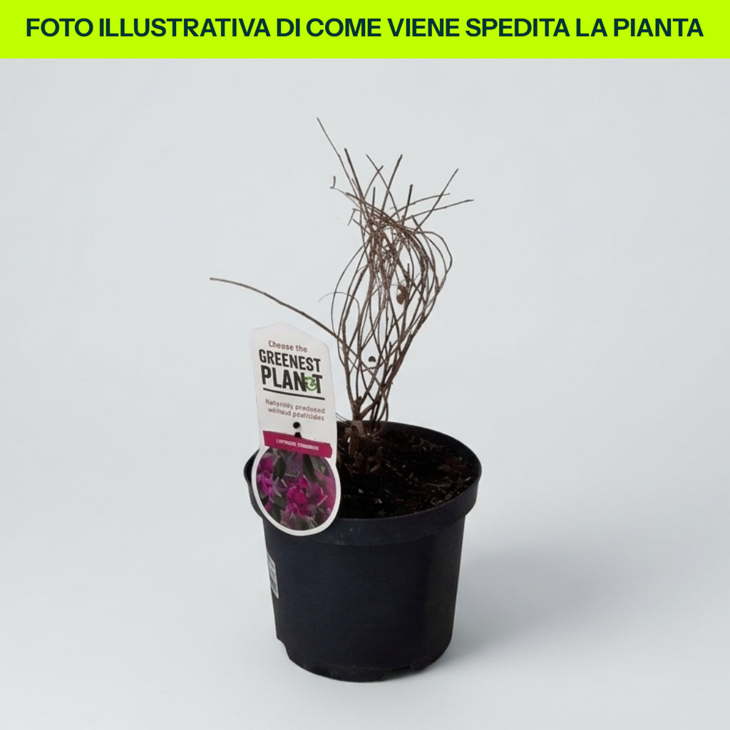 Lespedeza Thunbergii in Vaso da 18cm