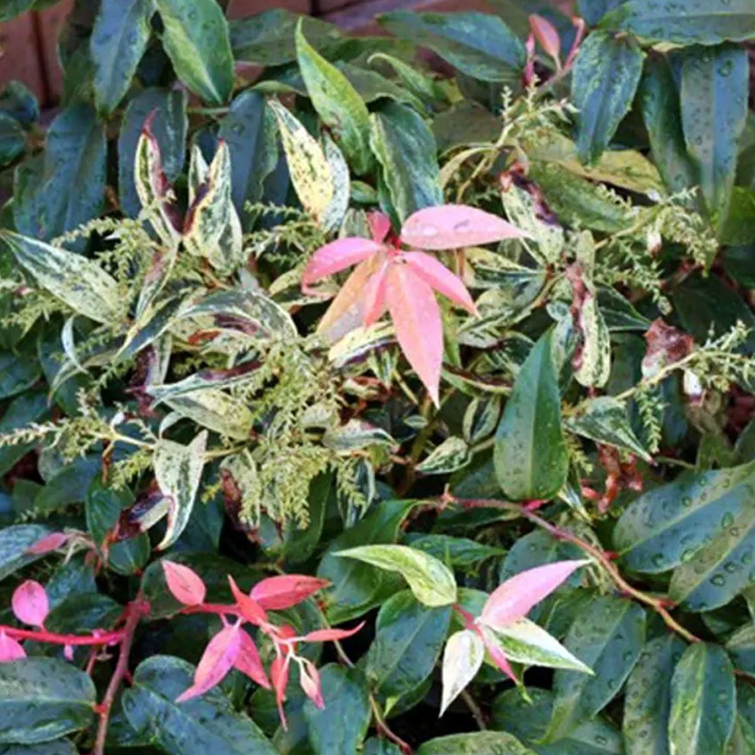 Leucothoe fontanesiana Rainbow in Vaso da 23cm