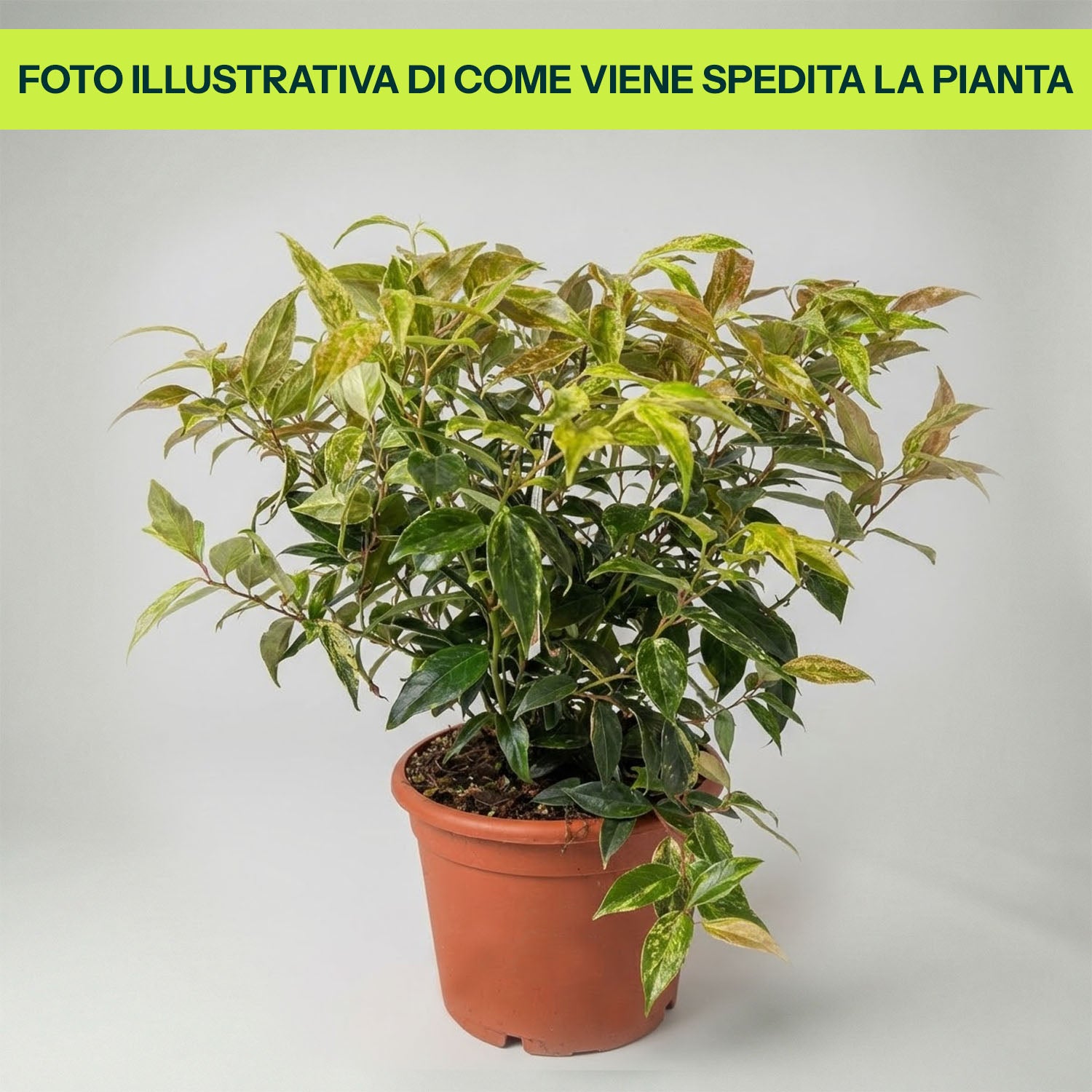 Leucothoe fontanesiana Rainbow in Vaso da 23cm