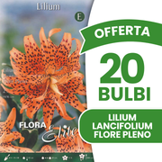 Offerta 20 Bulbi Lilium Lancifolium Flore Pleno