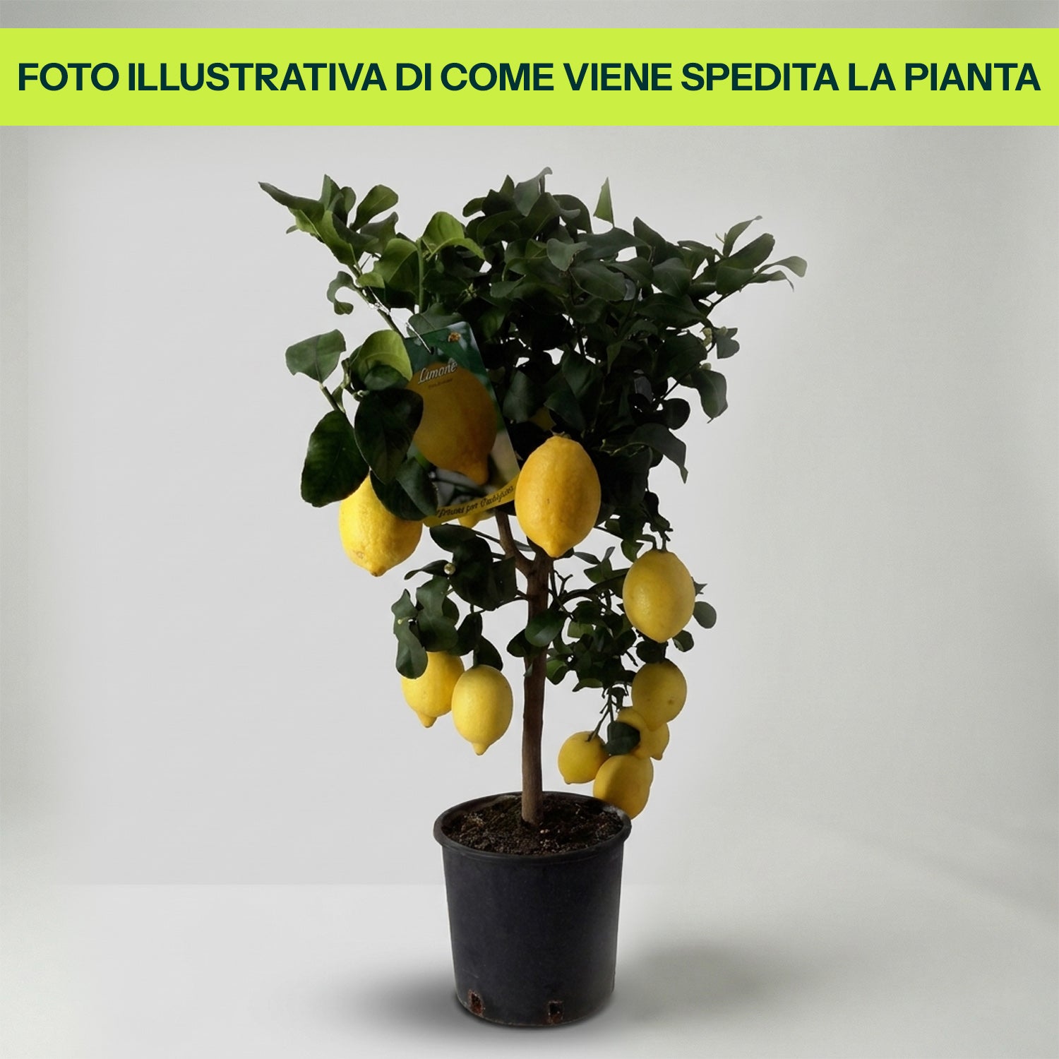 Guzmania Yeltix im 12-cm-Topf