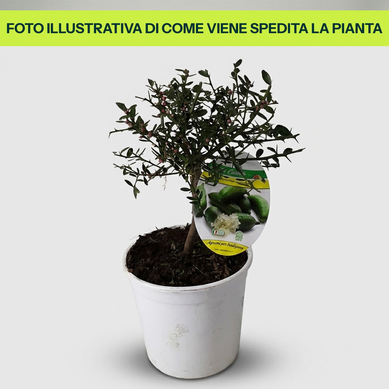 Limone Caviale Finger Lime in Vaso da 15cm