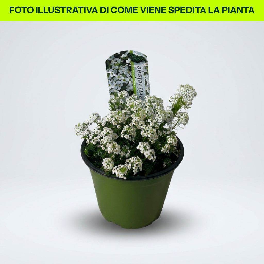 Lobularia o Alisso in Vaso da 14cm