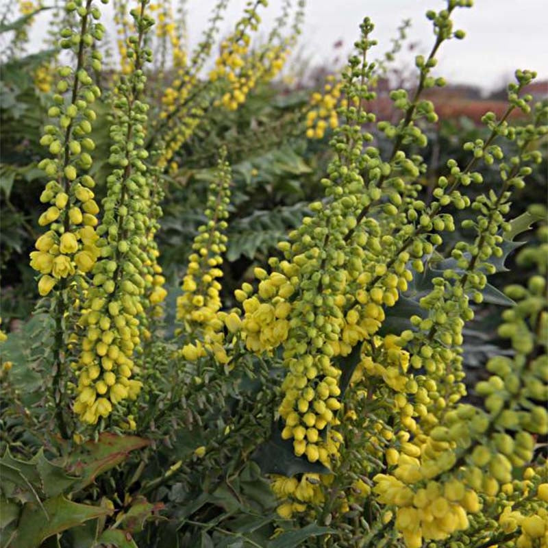 MAHONIA MEDIA WINTER SUN VASO 18CM