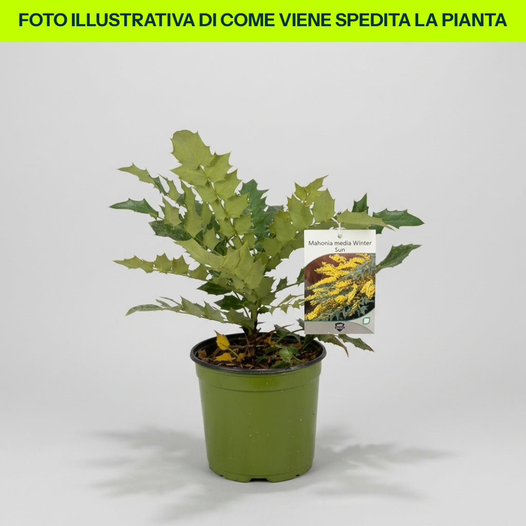 MAHONIA MEDIA WINTER SUN VASO 18CM